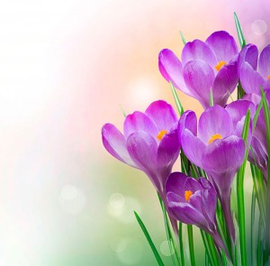 Fotooboi Cvety (118)